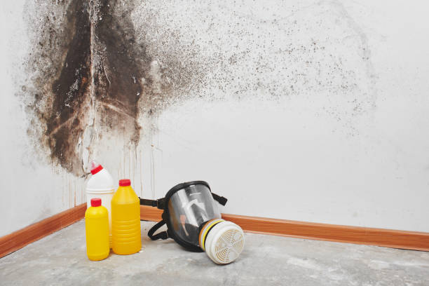 Mold Removal Process in Holly Ridge, NC