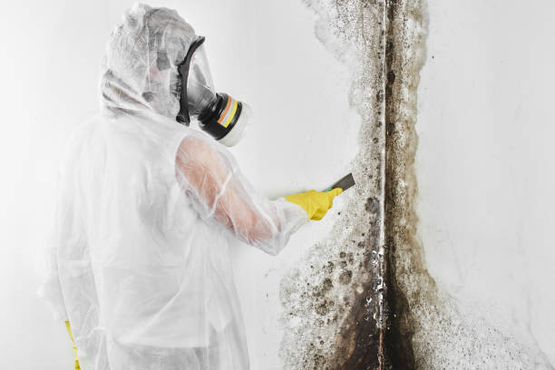 Best Mold Removal Process  in Holly Ridge, NC