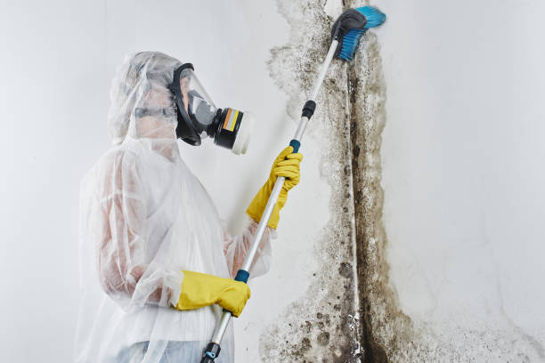 Best Same-Day Mold Removal  in Holly Ridge, NC