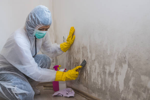 Best Fast Mold Removal  in Holly Ridge, NC