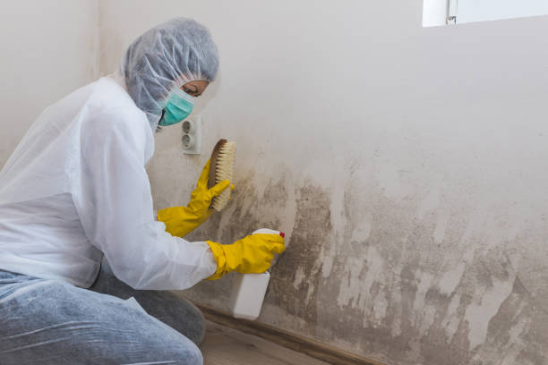 Best Home Mold Removal  in Holly Ridge, NC