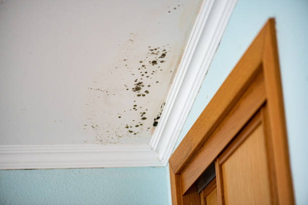 Best Residential Mold Removal  in Holly Ridge, NC