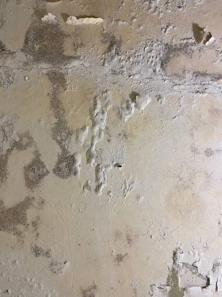 Best Local Mold Removal Service  in Holly Ridge, NC
