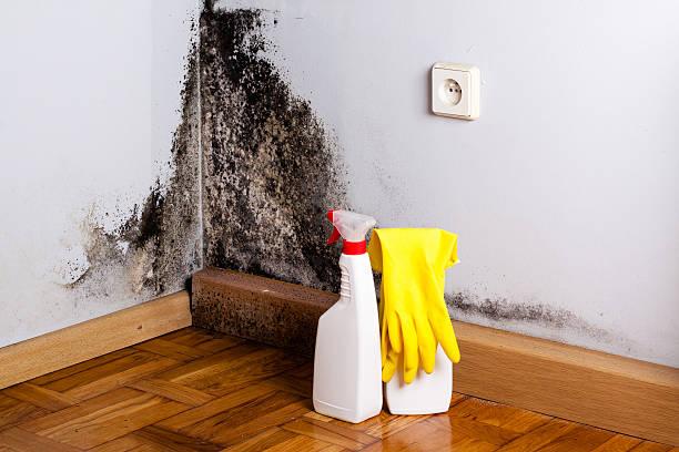 Best Crawl Space Mold Removal  in Holly Ridge, NC
