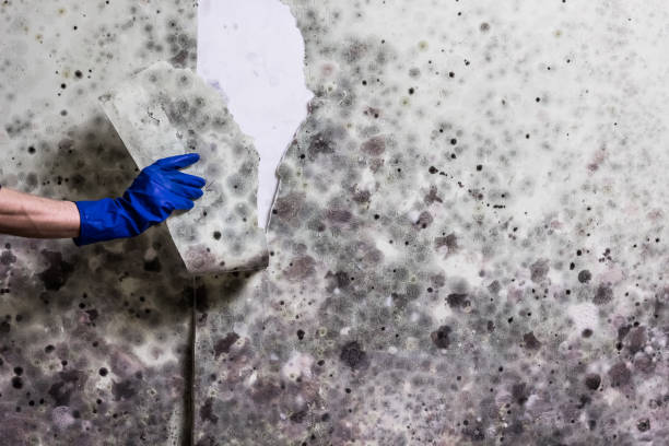 Best Water Damage Restoration  in Holly Ridge, NC