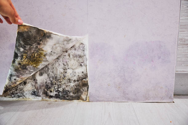 Best Affordable Mold Removal  in Holly Ridge, NC